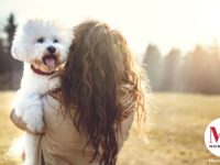 Pets and Divorce in Massachusetts