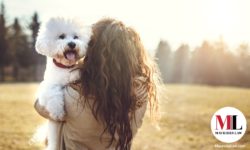 Pets and Divorce in Massachusetts